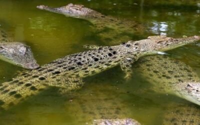 Buaya di Talise Kembali Hebohkan Medsos, Begini Ceritanya