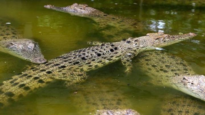 Buaya di Talise Kembali Hebohkan Medsos, Begini Ceritanya