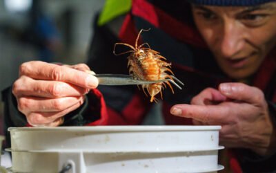 Gambar Hidup ‘Alien’ di Permafrost Antartika: Kisah yang Terkunci Selama Berabad-abad
