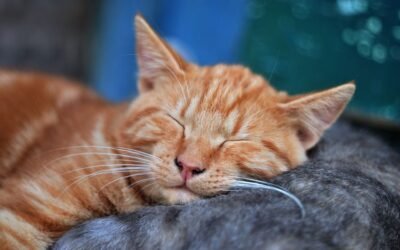 Apakah Kucing Bermimpi? Inilah Mimpi Mereka saat Tidur!