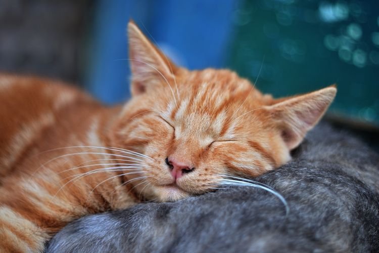 Apakah Kucing Bermimpi? Inilah Mimpi Mereka saat Tidur!