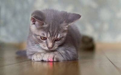 Mengapa Kucing Begitu Terpesona oleh Titik Laser?
