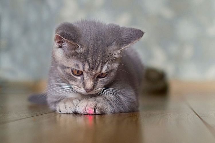 Mengapa Kucing Begitu Terpesona oleh Titik Laser?
