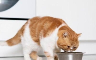 Inilah 5 Cara Efektif Menjinakan Kucing Kesayangan Anda dan Membuatnya Mendengar Panggilan, Nomor 2 Sangat Penting!