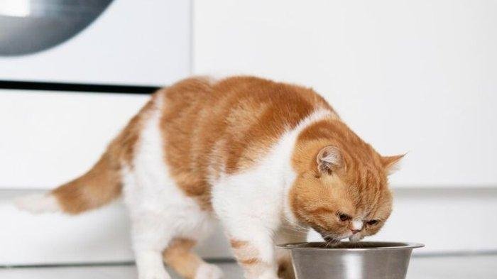 Inilah 5 Cara Efektif Menjinakan Kucing Kesayangan Anda dan Membuatnya Mendengar Panggilan, Nomor 2 Sangat Penting!