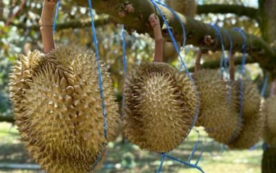 Durian dan Larangan Makanannya: Inilah Daftar Lengkapnya