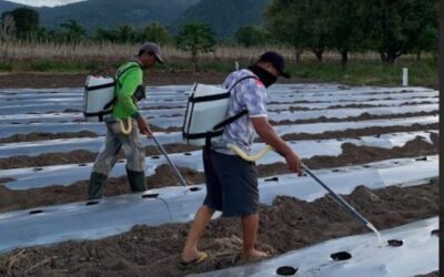 Inovasi PGEO: Membalikkan Panas Bumi Menjadi Pupuk Booster Katriliun