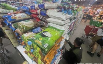 Temuan Beras Premium Sebenarnya Medium: Respon Wamendag Meresahkan