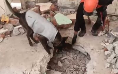 Tim K9 Polri Berperan Penting dalam Pencarian Korban Gempa Myanmar