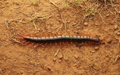 10 Hewan Unik di Balik Bebatuan: Dari Amphibi hingga Serangga