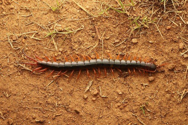 10 Hewan Unik di Balik Bebatuan: Dari Amphibi hingga Serangga
