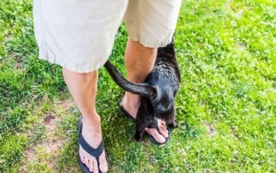 Mengapa Kucing Tak Henti-hentinya Ikut Anda? Inilah 6 Alasannya