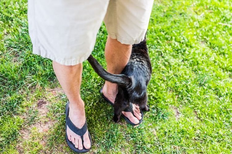 Mengapa Kucing Tak Henti-hentinya Ikut Anda? Inilah 6 Alasannya
